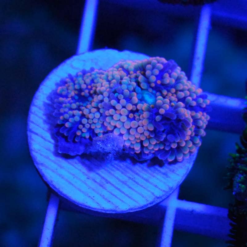 カリビアンバブルディスクコーラル 【04003】【カリブ産】 | 海水魚