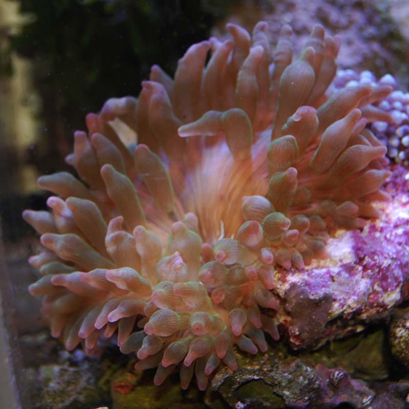 サンゴイソギンチャク 【04108】【マニラ産】 | 海水魚図鑑（過去入荷