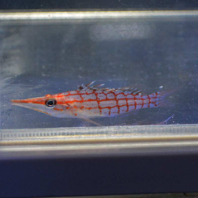 クダゴンベ マニラ産 海水魚図鑑 過去入荷 海水魚 ゴンベ やどかり屋 クダゴンベ マニラ産 海水魚図鑑 過去入荷 海水魚 ゴンベ やどかり屋