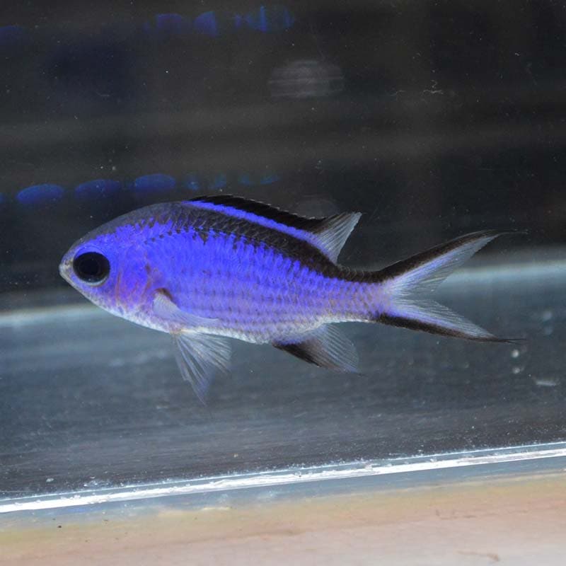 ブルーリーフクロミス キューバ産 海水魚図鑑 過去入荷 海水魚 スズメダイ 海水魚ショップ やどかり屋 ブルーリーフクロミス キューバ産 海水魚図鑑 過去入荷 海水魚 スズメダイ 海水魚ショップ やどかり屋