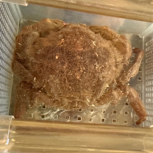 カージナルソルジャーフィッシュ【カリブ産】 | 海水魚図鑑（過去入荷