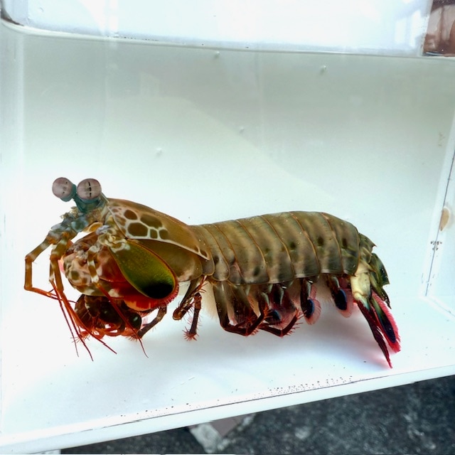 クマノミバイト スナッチバイトシュリンプ | ソルトルアーブランド【MAGBITE】