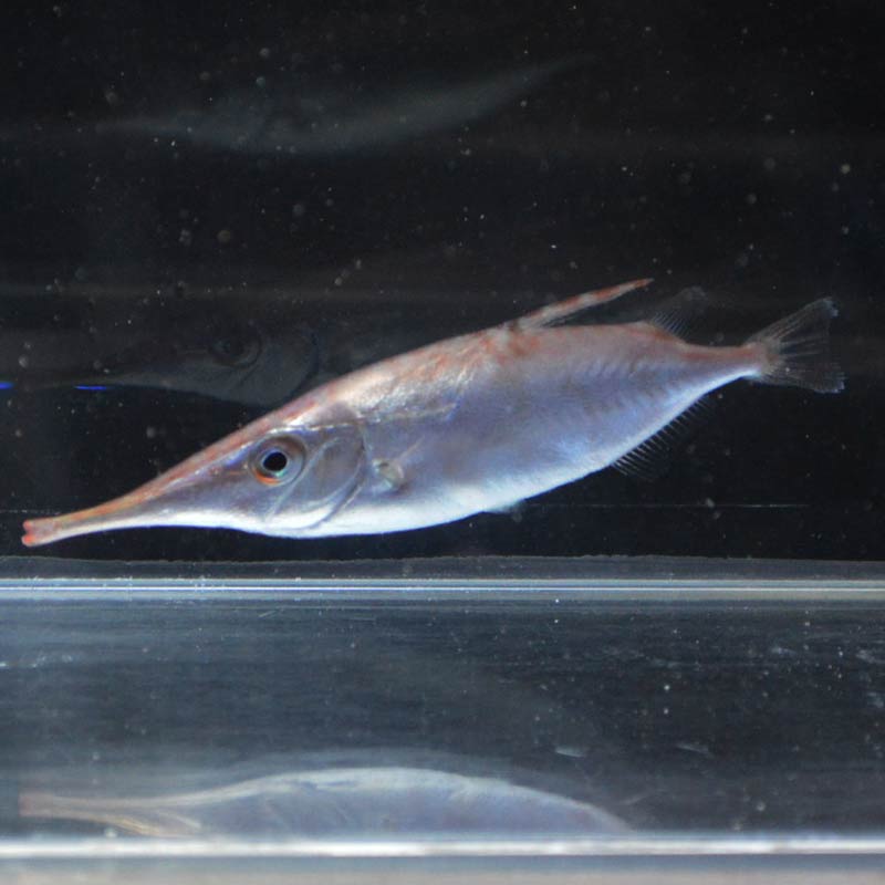 サギフエ 2匹セット【近海産】 | 海水魚図鑑（過去入荷）,海水魚