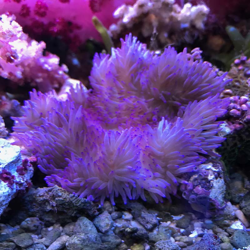 シライトイソギンチャク 【04111】 | 海水魚図鑑（過去入荷）,サンゴ