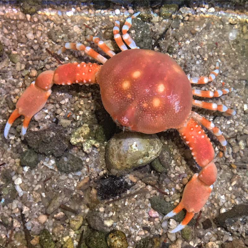 コブシガニ【近海産】 | 海水魚図鑑（過去入荷）,甲殻類 | やどかり屋