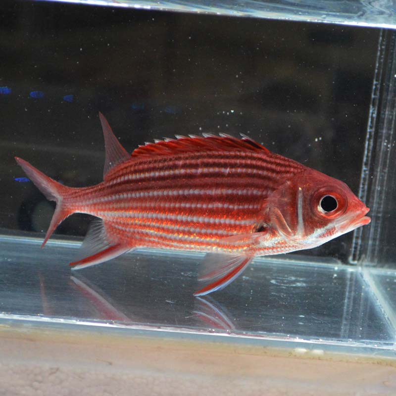 テリエビス【近海産ハンドコート】 | 海水魚図鑑（過去入荷）,海水魚