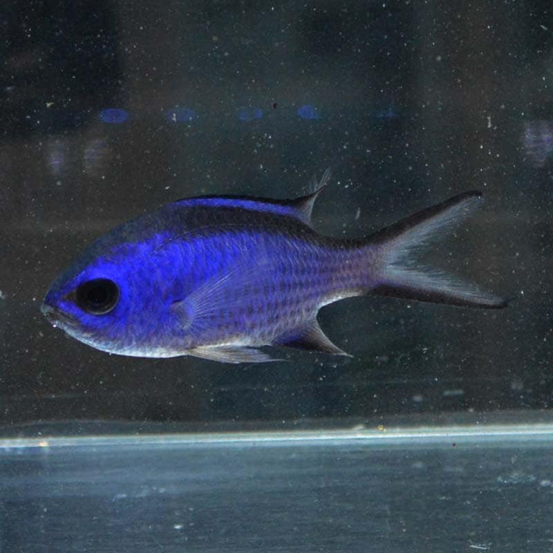 ブルーリーフクロミス【キューバ産】 | 海水魚図鑑（過去入荷）,海水魚