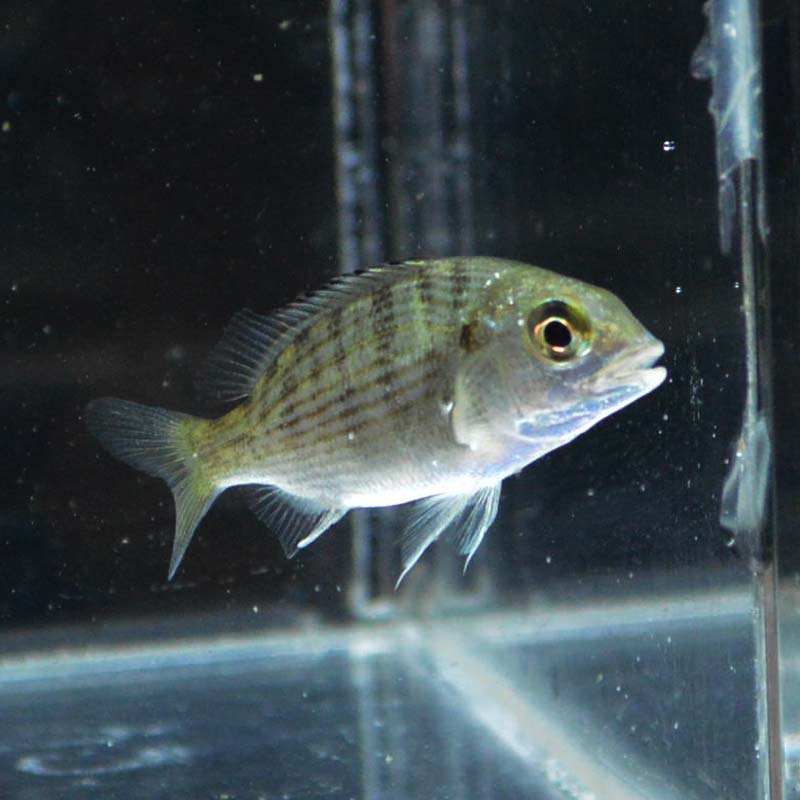 ミナミクロダイ【沖縄産ハンドコート】 | 海水魚図鑑（過去入荷）,海水