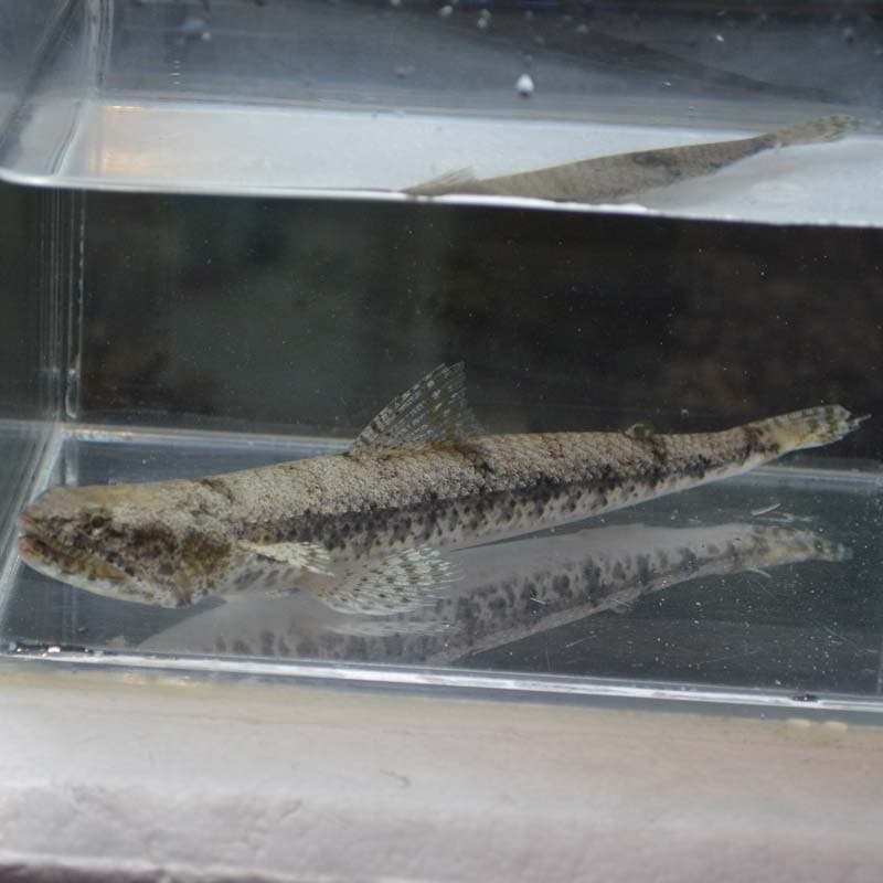 マダラエソ【沖縄産ハンドコート】 | 海水魚図鑑（過去入荷）,海水魚