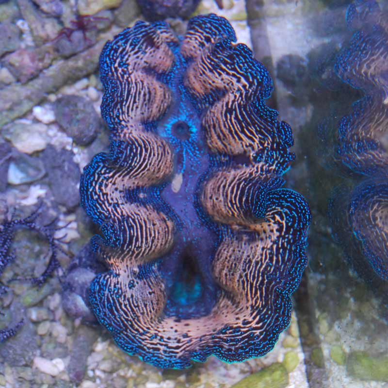 ヒメジャコガイ 【沖縄産】【12016】 | 海水魚図鑑（過去入荷）,海水魚