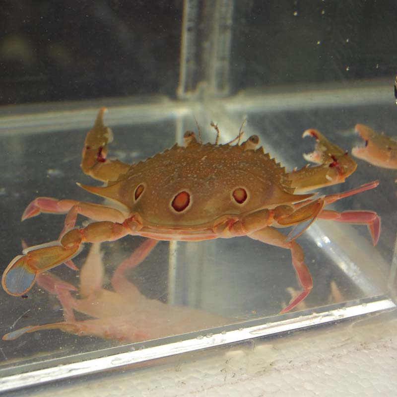 ジャノメガザミ 近海産 海水魚図鑑 過去入荷 甲殻類 やどかり屋 ジャノメガザミ 近海産 海水魚図鑑 過去入荷 甲殻類 やどかり屋
