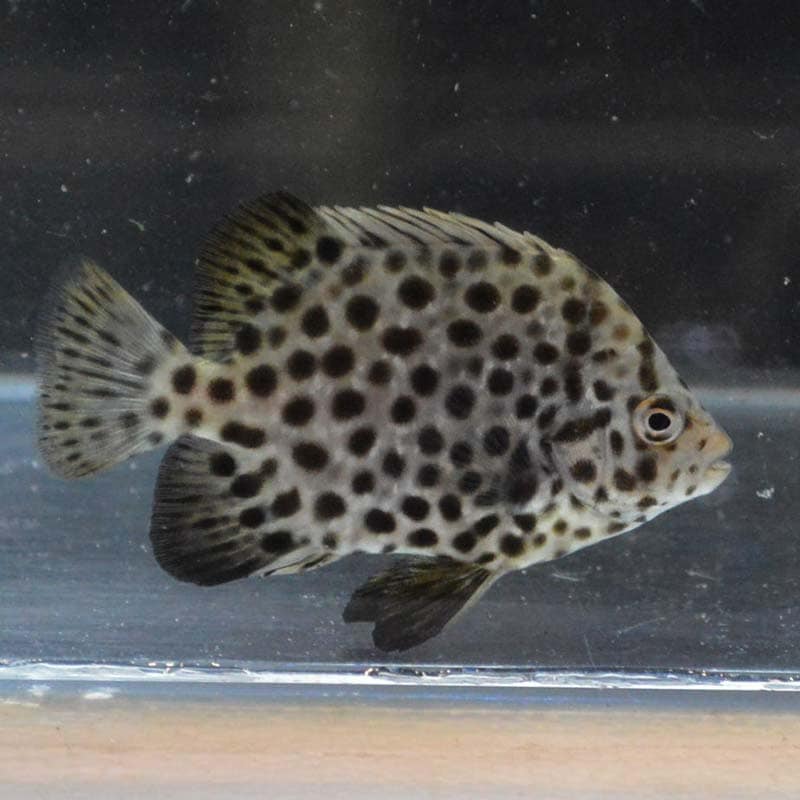 イシガキダイ 【近海産】 | 海水魚図鑑（過去入荷）,海水魚,その他