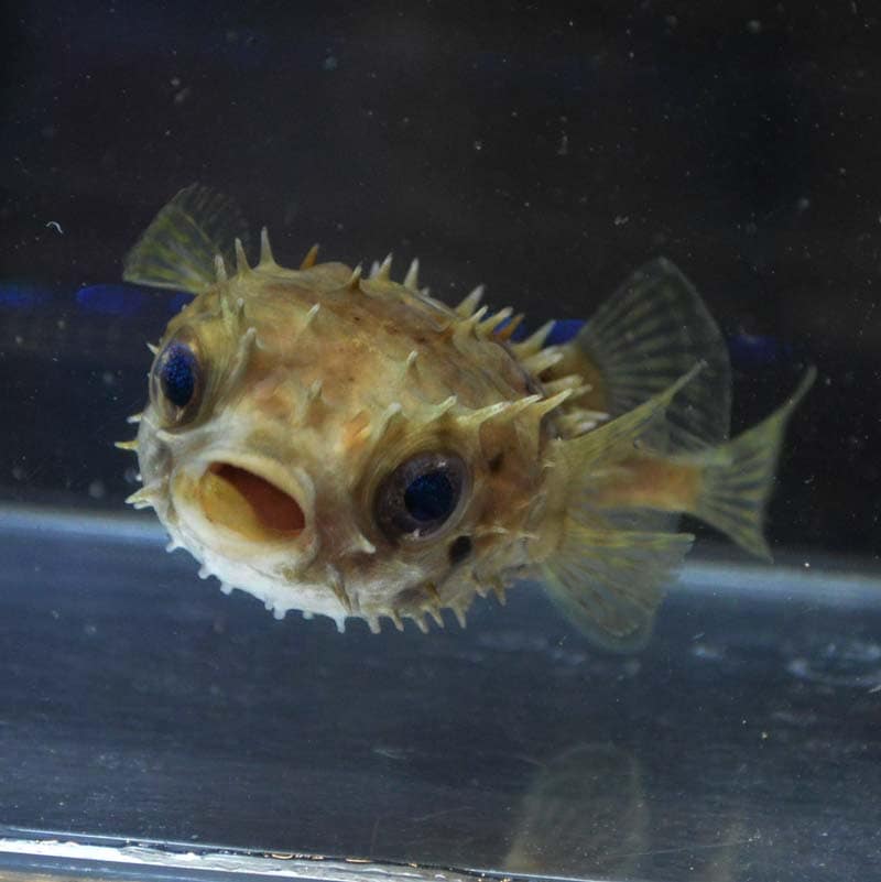 メイタイシガキフグ【インドネシア産】05 | 海水魚図鑑（過去入荷