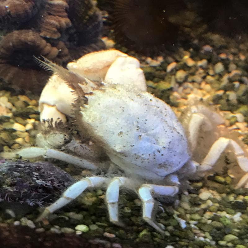 ヒゲガニ【近海産】 | 海水魚図鑑（過去入荷）,甲殻類 | やどかり屋