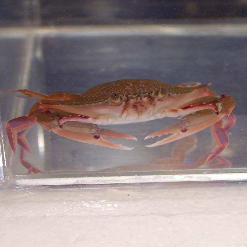 ヒゲガニ【近海産】 | 海水魚図鑑（過去入荷）,甲殻類 | やどかり屋