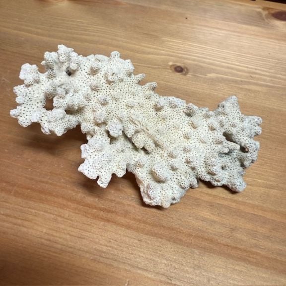 天然サンゴ【001】 | 海水魚・サンゴ飼育用品,サンゴ砂 | やどかり屋