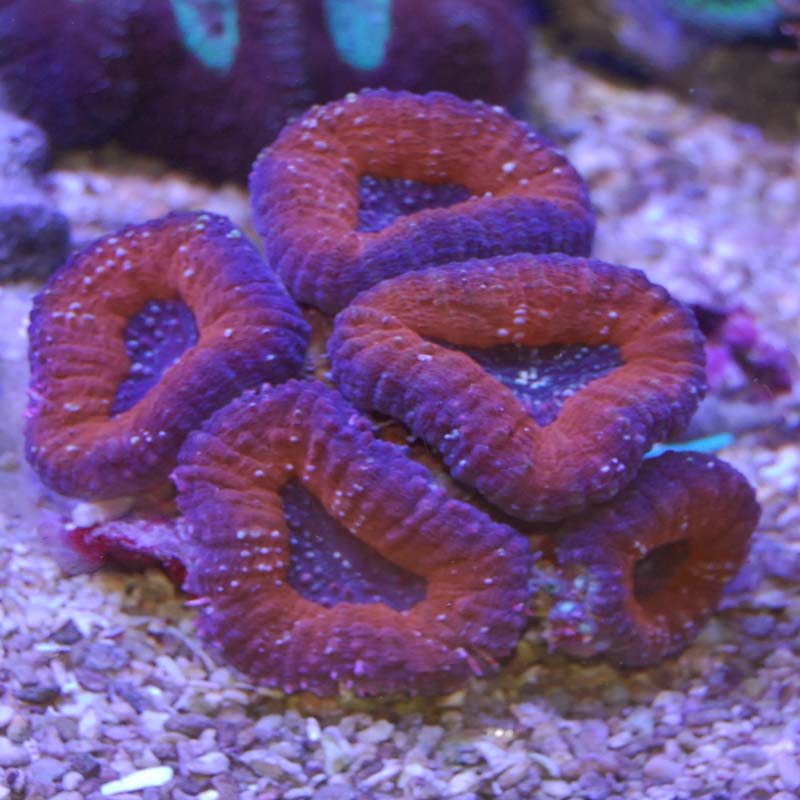 海水魚 サンゴ マルハナガタサンゴ