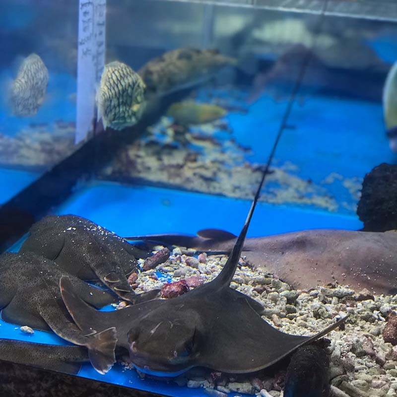 トビエイ 近海産ハンドコート 店頭販売のみ 海水魚図鑑 過去入荷 海水魚 サメ エイ やどかり屋