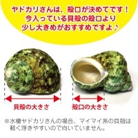 ホネガイにはいっているオカヤドカリさん01♪ | 海水魚図鑑（過去入荷