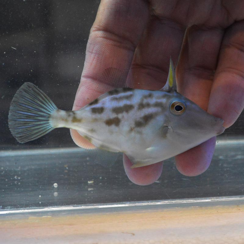 ウマヅラハギ 近海産 海水魚図鑑 過去入荷 海水魚 カワハギ モンガラカワハギ やどかり屋