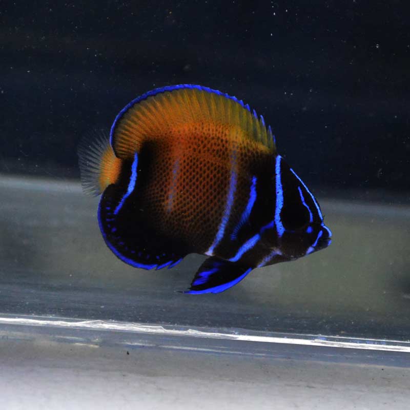 イナズマヤッコ 幼魚 ブリード 海水魚図鑑 過去入荷 海水魚 ヤッコ やどかり屋