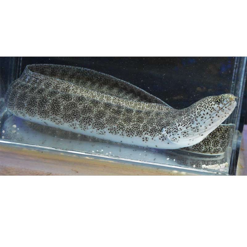 ウツボ ウツボ | 公益財団法人 黒潮生物研究所