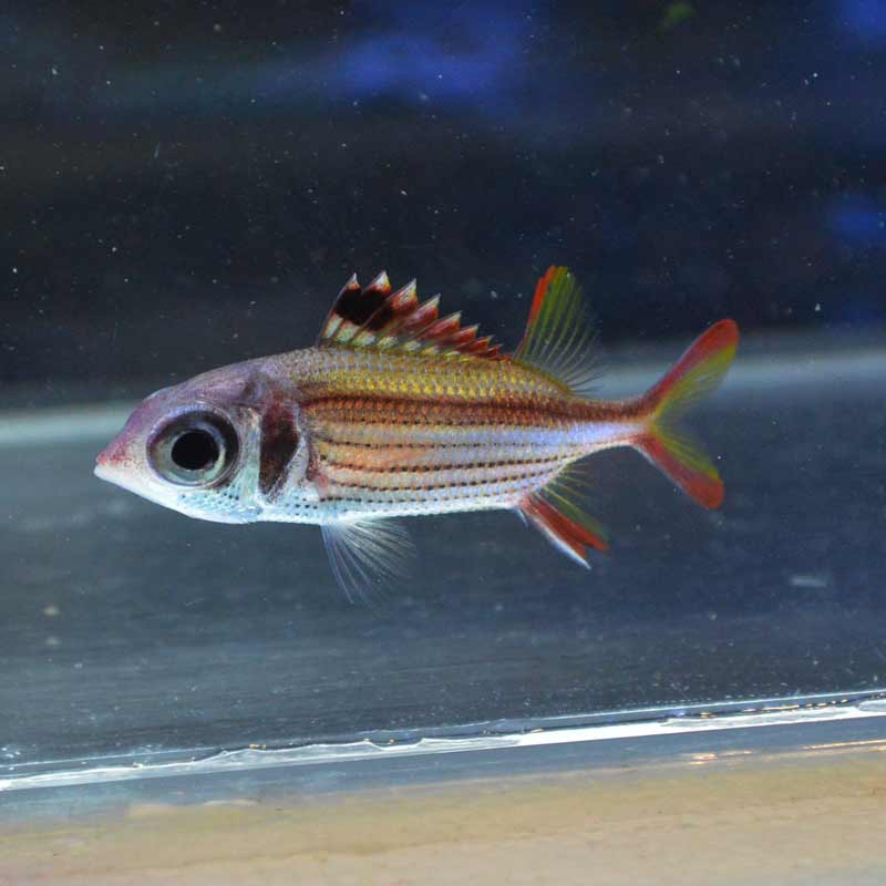 海水魚
コーラルキャットシャーク 改訂新版 海水魚 ひと目で特徴がわかる図解付き | 株式会社誠文堂新光社