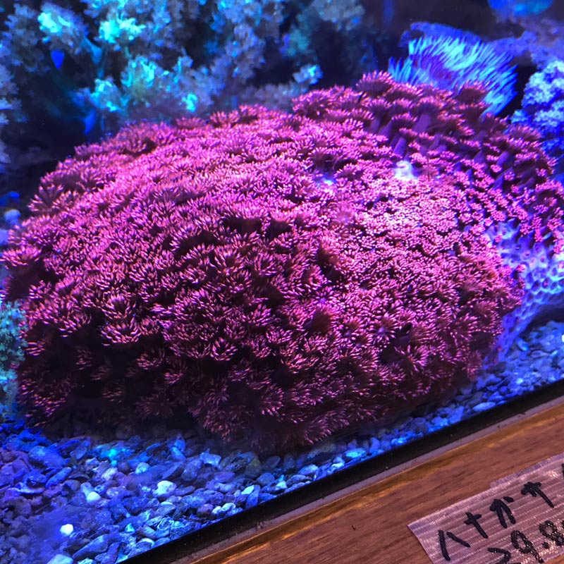 ハナガササンゴ 【オーストラリア産】 | 海水魚図鑑（過去入荷