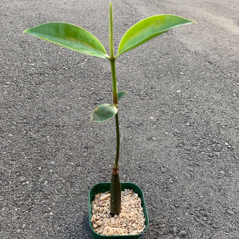 マングローブ オヒルギ 鉢植 淡水 店頭販売のみ すべての商品 やどかり屋