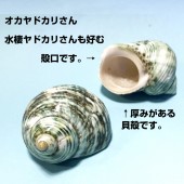 サザエ磨きグリーン　5-6ｃｍ
