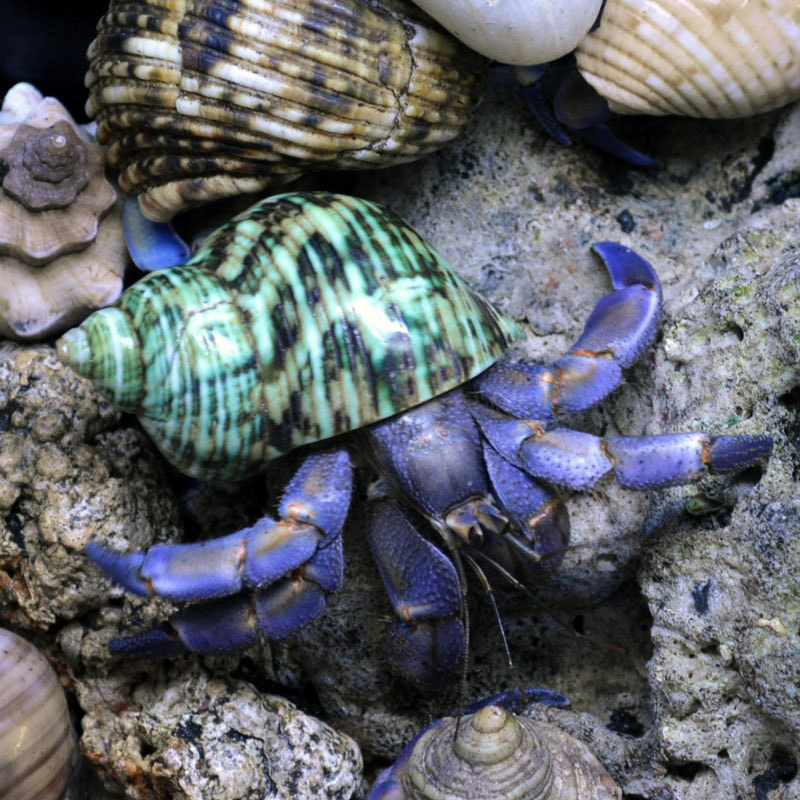 サヤカオリーブ36 サザエ磨きグリーン 5-6cm | 貝殻,オカヤドカリ用貝殻,Lサイズ