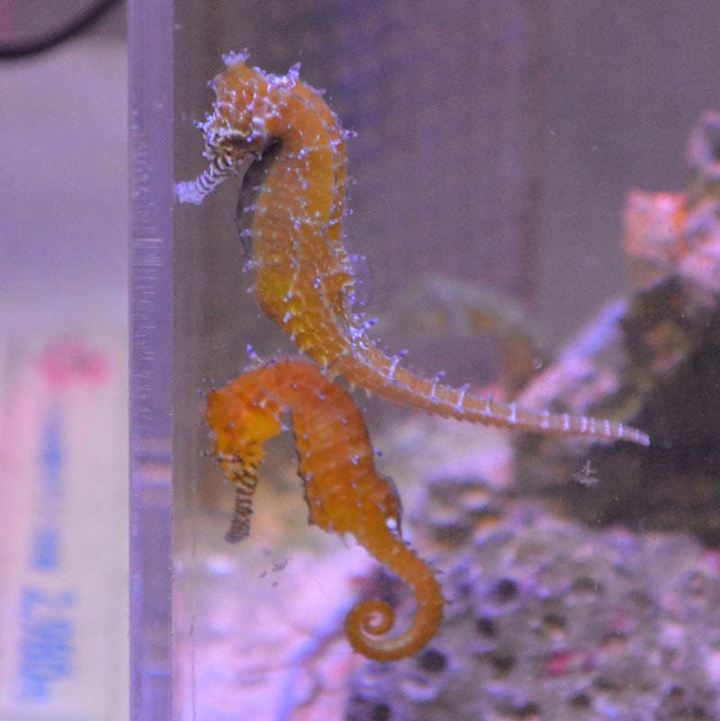 ゼブラスナウトシーホース Barbour's seahorse ペア【オーストラリア産