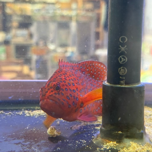 フレーミングリーフロブスター【ガーナ産】 | 海水魚図鑑（過去入荷