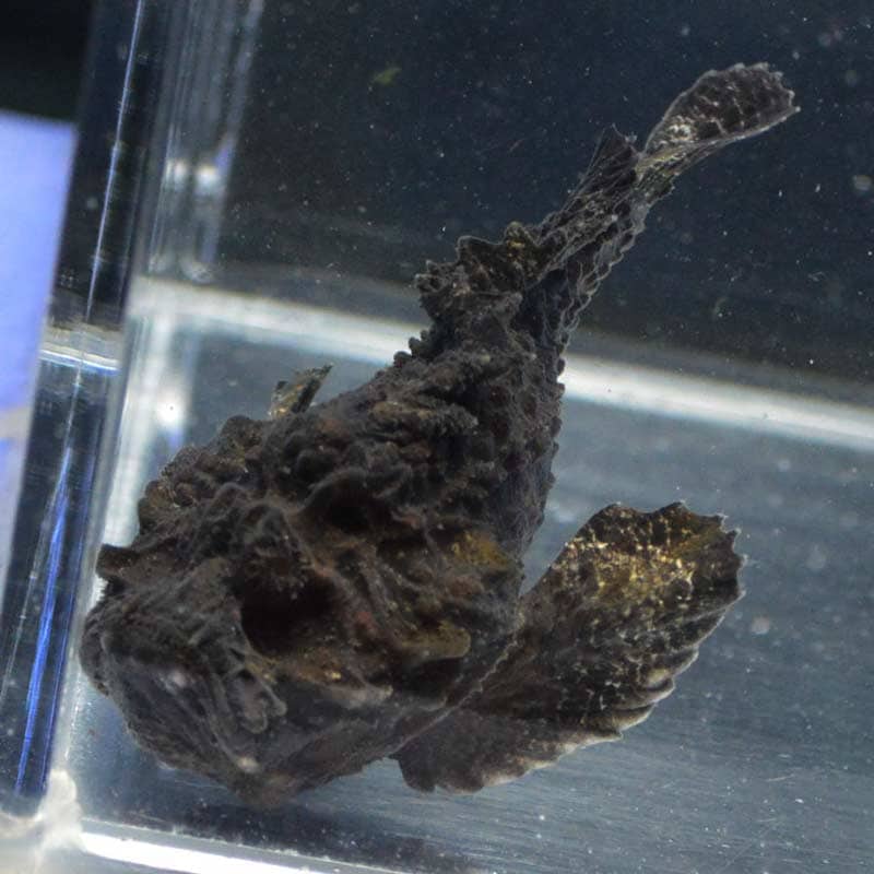 さかな 西区サーフでフラットフィッシュ狙い。可愛いおソゲちゃんを捕獲！新潟