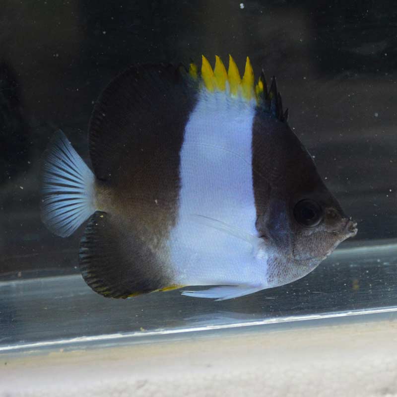 ブラックピラミッドバタフライフィッシュ【スリランカ産】 | 海水魚