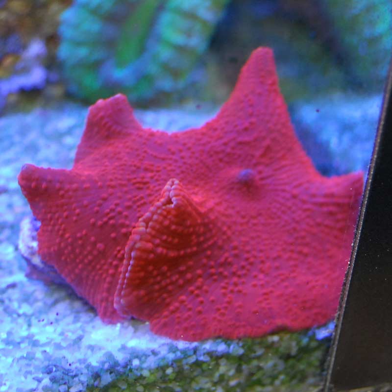 ディスクコーラルレッド ライブロックつき ポリプ20個 ディスク