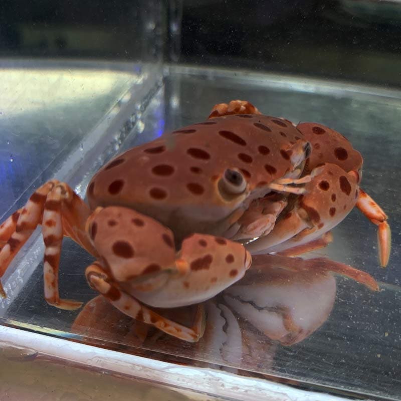 ベニホシマンジュウガニ【近海産】 | 海水魚図鑑（過去入荷）,甲殻類