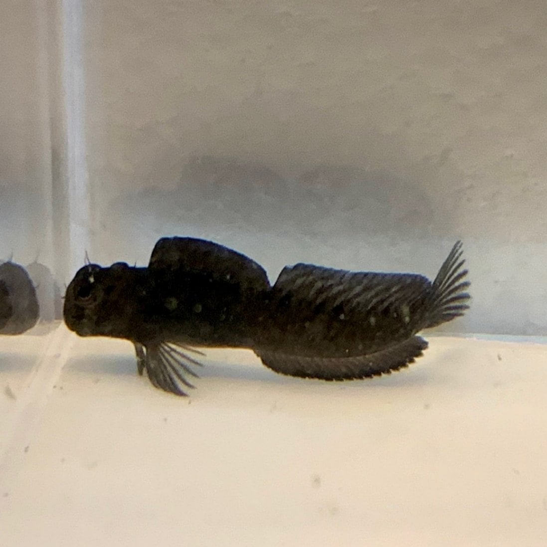 カエルウオ【近海産】【和歌山県産】 | 海水魚図鑑（過去入荷