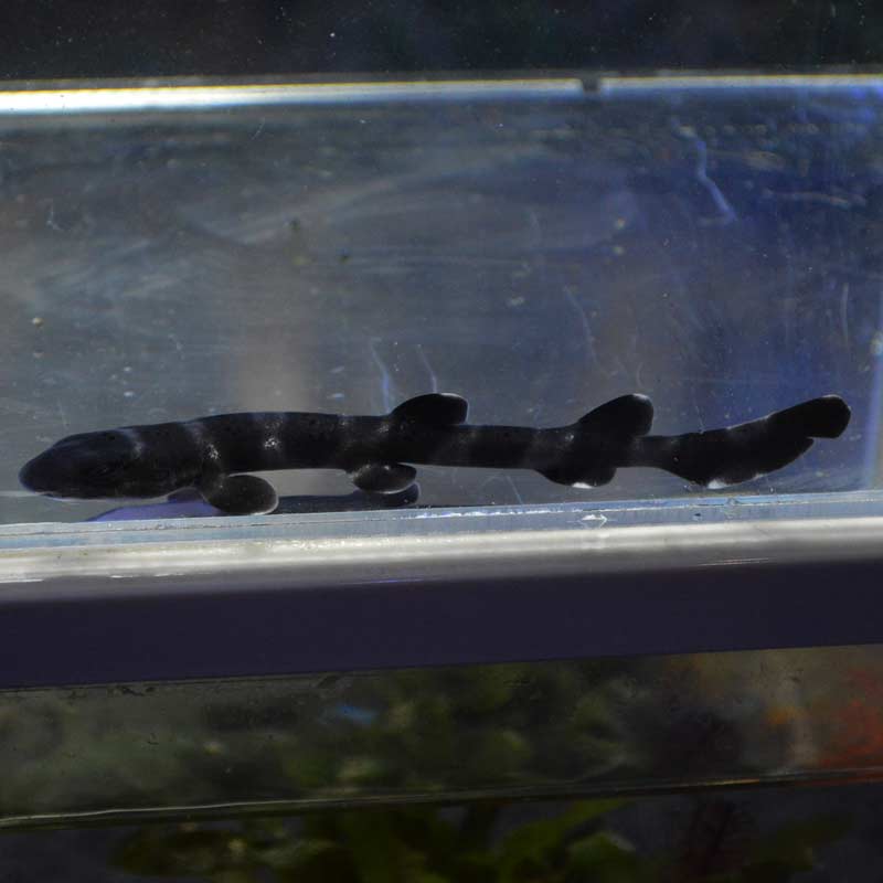 サンゴトラザメ 海水魚図鑑 過去入荷 海水魚 サメ エイ やどかり屋 サンゴトラザメ 海水魚図鑑 過去入荷 海水魚 サメ エイ やどかり屋