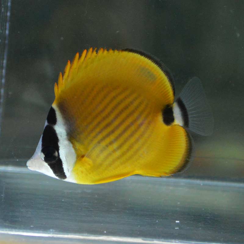 海水魚ツキチョウチョウウオ 約13センチ