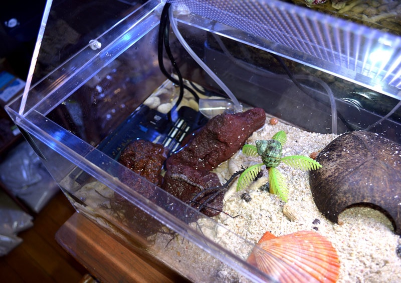 ヤドカリ飼育セット　豪華8点セット マルカン マルカン ヤドカリランド 飼育用品セット : チャーム