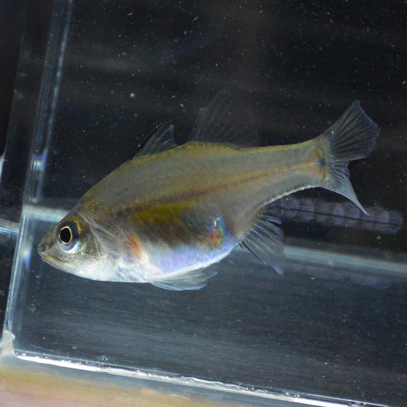 サンギルイシモチ 沖縄産ハンドコート 海水魚図鑑 過去入荷 海水魚 テンジクダイ やどかり屋