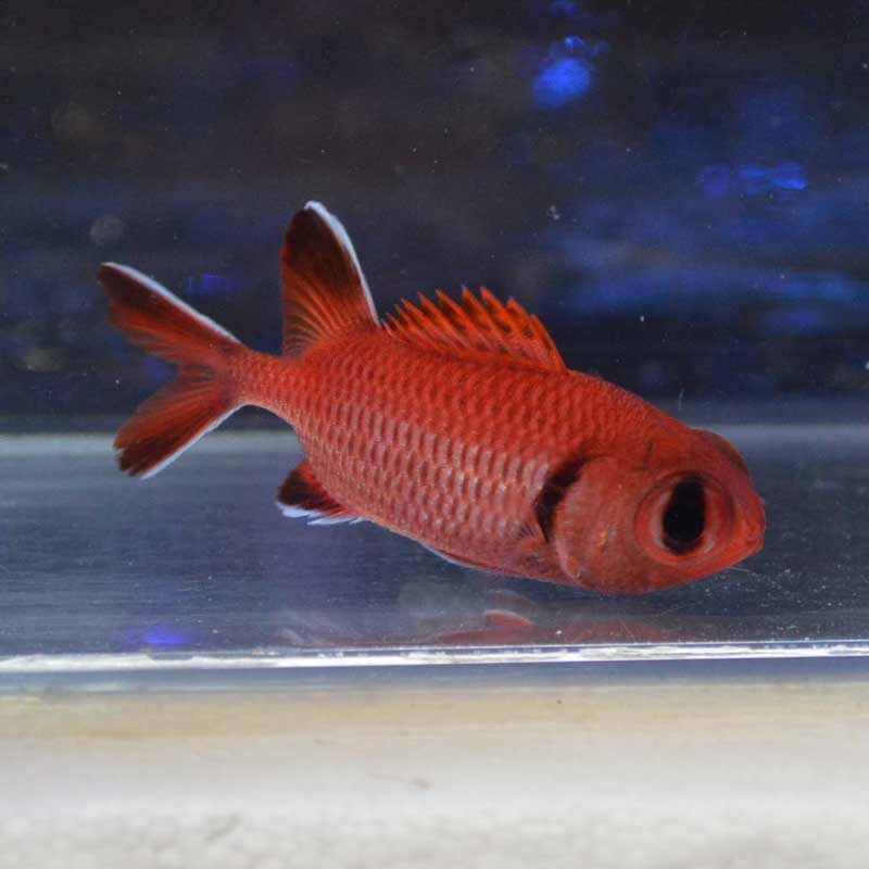 アカマツカサ【近海産ハンドコート】 | 海水魚図鑑（過去入荷）,海水魚