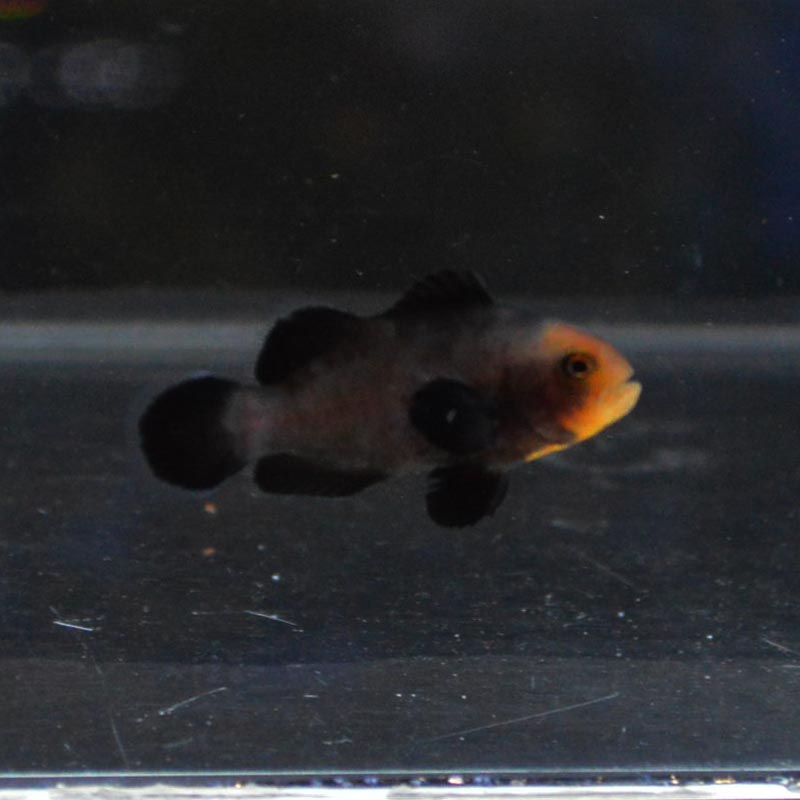 カクレクマノミ ミッドナイトクラウン 国産ブリード 海水魚図鑑 過去入荷 海水魚 クマノミ やどかり屋 カクレクマノミ ミッドナイトクラウン 国産ブリード 海水魚図鑑 過去入荷 海水魚 クマノミ やどかり屋