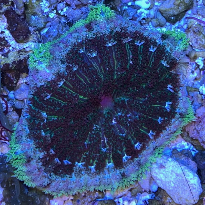 グビジンイソギンチャク【ベトナム産】 | 海水魚図鑑（過去入荷