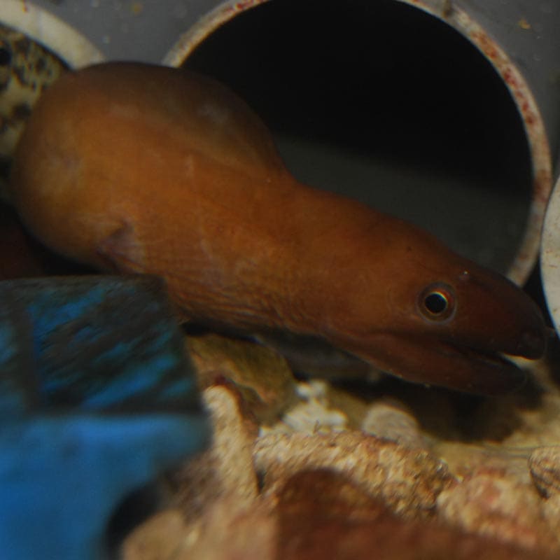 タケウツボ？【近海産】 | 海水魚図鑑（過去入荷）,海水魚,ウツボ