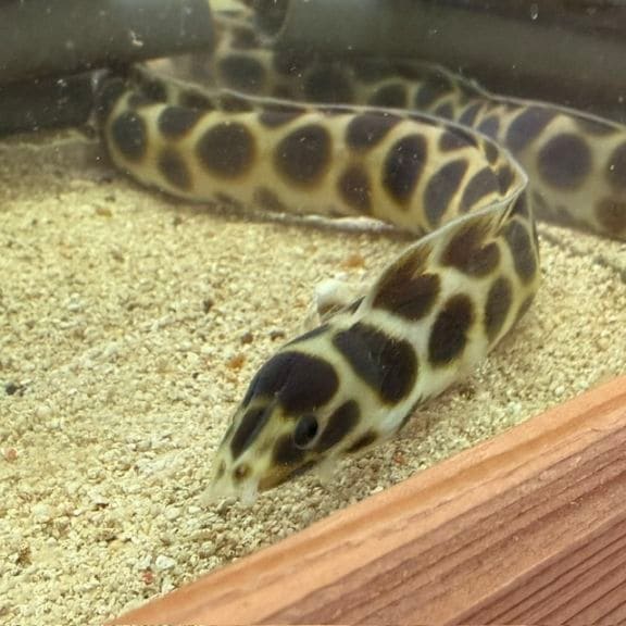 ジュウイチトゲコブシガニ【セブ産】 | 海水魚図鑑（過去入荷）,甲殻類