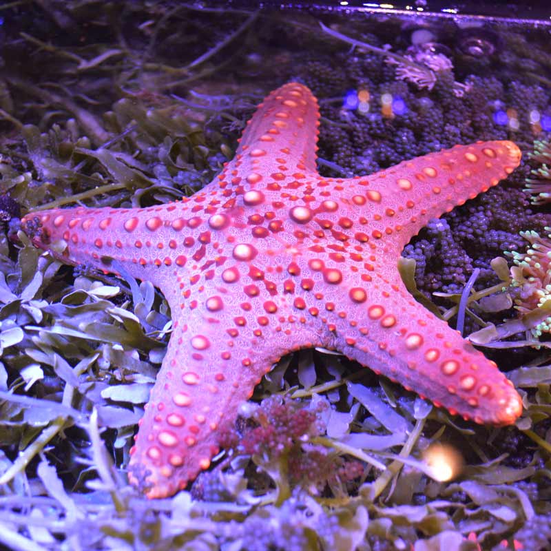 コブヒトデモドキ【近海産】 | 海水魚図鑑（過去入荷）,海水魚,ヒトデ