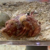 サメハダヤドカリ【近海産】イソギンチャク付き