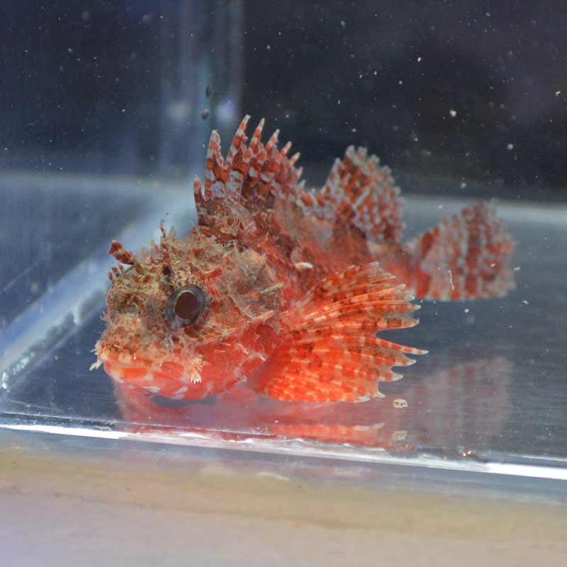 フサカサゴ【近海産】 | 海水魚図鑑（過去入荷）,海水魚,カサゴ